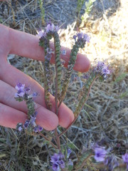 Phacelia integrifolia