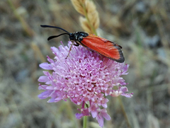 Zygaena rubicundus