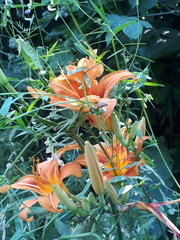Hemerocallis fulva