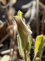 Cordylanthus pilosus