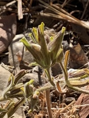 Cordylanthus pilosus