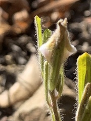 Cordylanthus pilosus