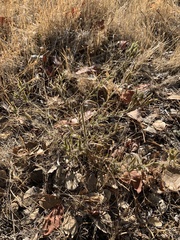 Cordylanthus pilosus