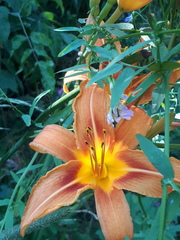 Hemerocallis fulva