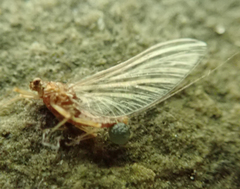 Serratella ignita