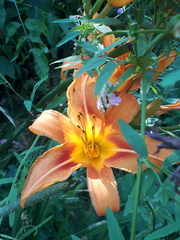 Hemerocallis fulva