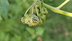 Nezara viridula
