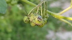 Nezara viridula