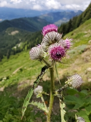 Cirsium edule
