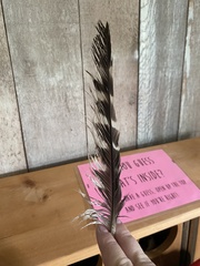 Buteo lineatus lineatus