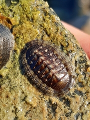 Chiton