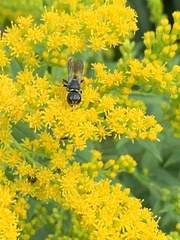 Ectemnius lapidarius