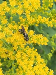 Ectemnius lapidarius