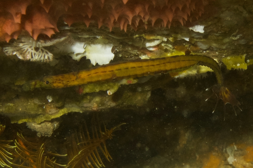 Upside-down pipefish (Heraldia nocturna) — Syngnathidae