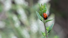 Anomoea nitidicollis