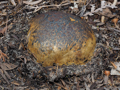 Pisolithus microcarpus