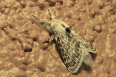 Apotolype brevicrista