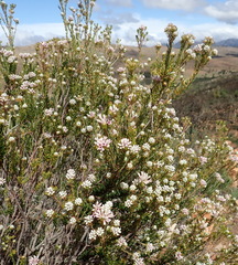 Phylica lachneaeoides
