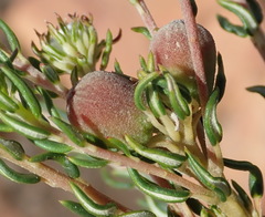 Phylica lachneaeoides