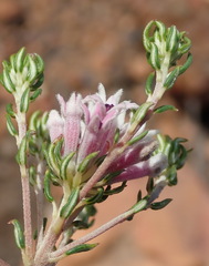 Phylica lachneaeoides