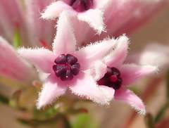 Phylica lachneaeoides