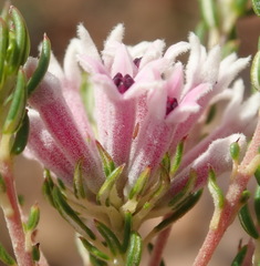 Phylica lachneaeoides