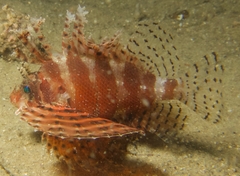 Dendrochirus brachypterus