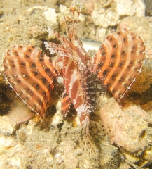 Dendrochirus brachypterus