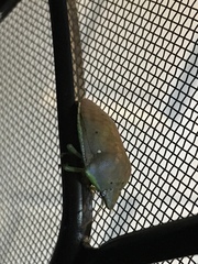 Coleotichus borealis