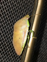 Coleotichus borealis