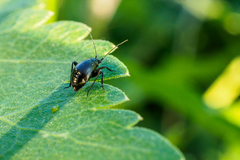 Piezocranum simulans
