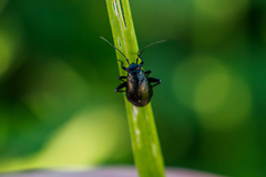 Piezocranum simulans
