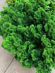 Chamaecyparis obtusa