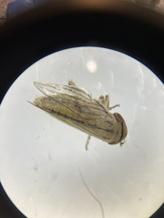 Athysanus argentarius