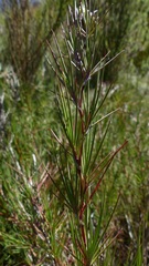 Cliffortia aculeata
