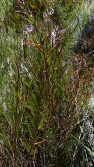 Cliffortia aculeata