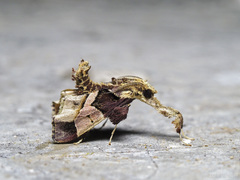 Sacada constrictalis
