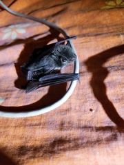 Eptesicus furinalis