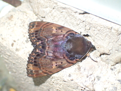 Arcte modesta