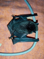 Eptesicus furinalis