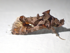 Plusiopalpa adrasta