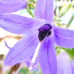 Megachile campanulae