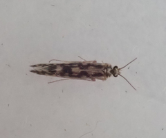 Agraylea