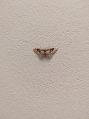 Idaea rusticata
