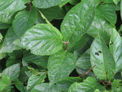 Rhamnus alnifolia