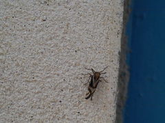 Delphax crassicornis