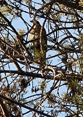 Parabuteo unicinctus unicinctus