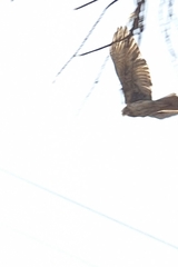 Parabuteo unicinctus unicinctus