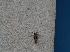 Delphax crassicornis