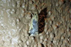Loxostege albiceralis
